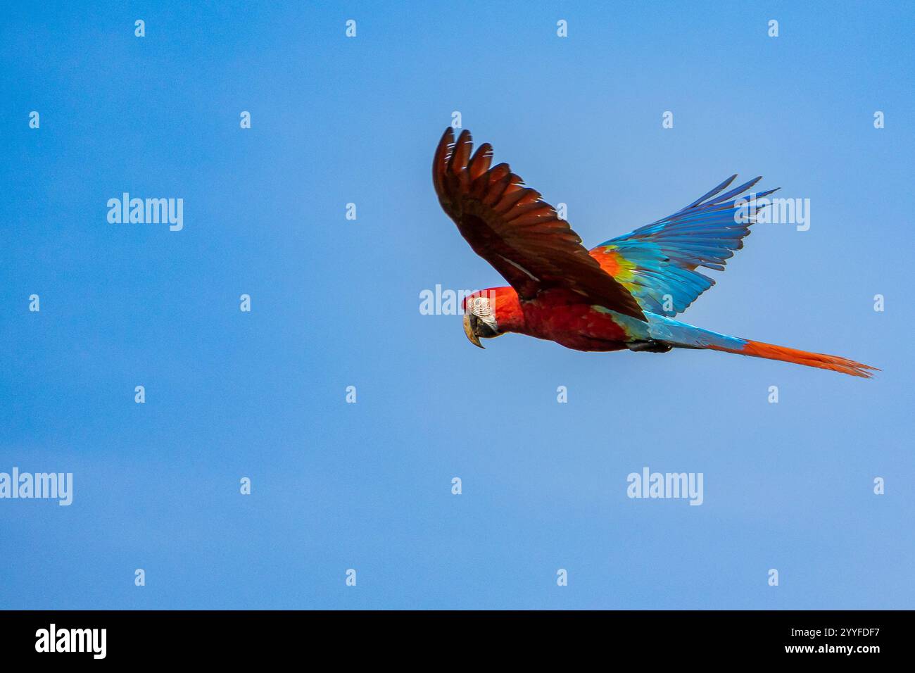 Macchia scarlatta a metà volo contro un cielo azzurro e limpido, con piume rosse, blu e gialle vibranti in un ambiente tropicale Foto Stock