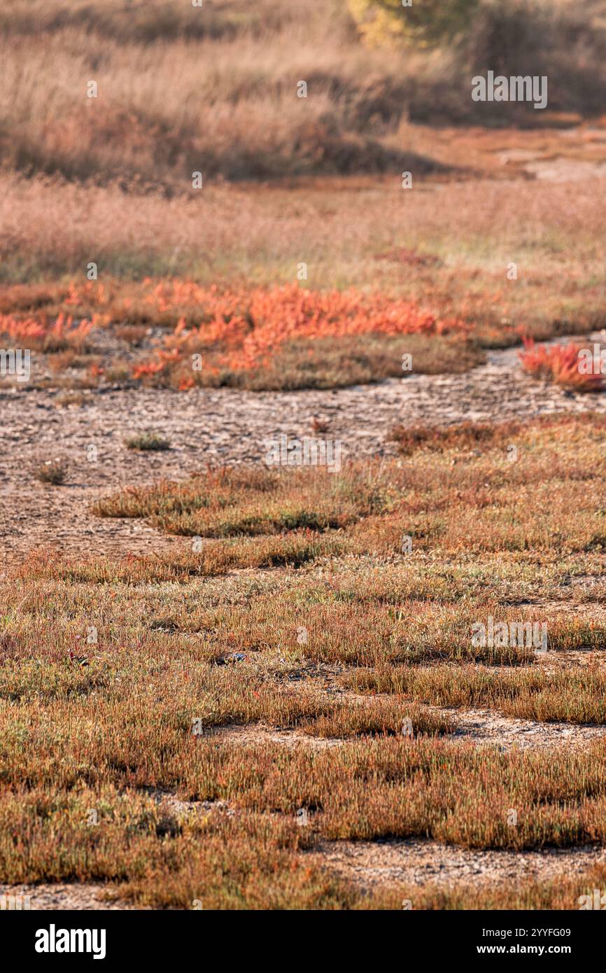 Primo piano di seablite rosa che cresce in fango secco crepato in palude salate Foto Stock