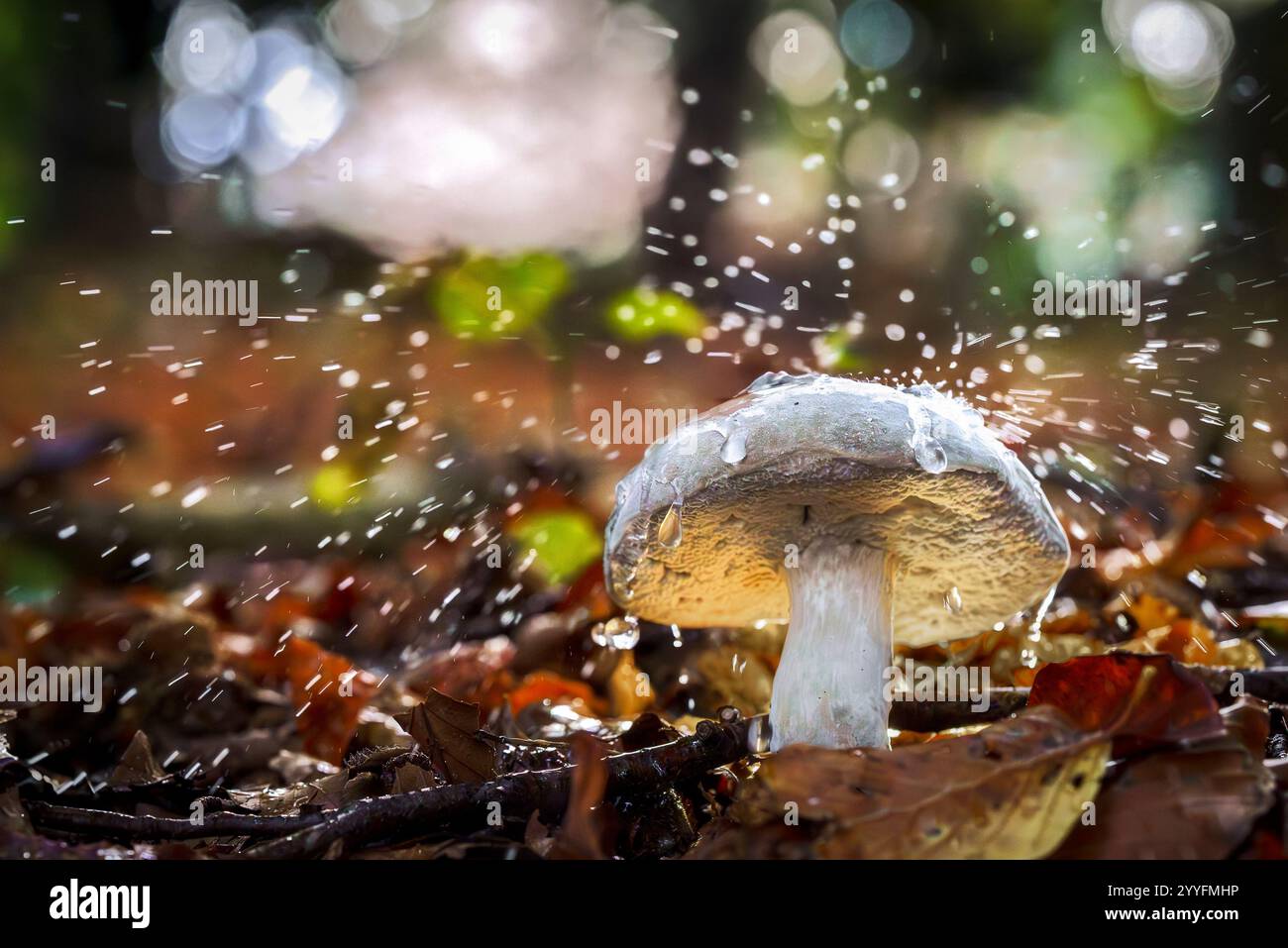 Funghi fantasia che brillano in un magico bosco autunnale Foto Stock