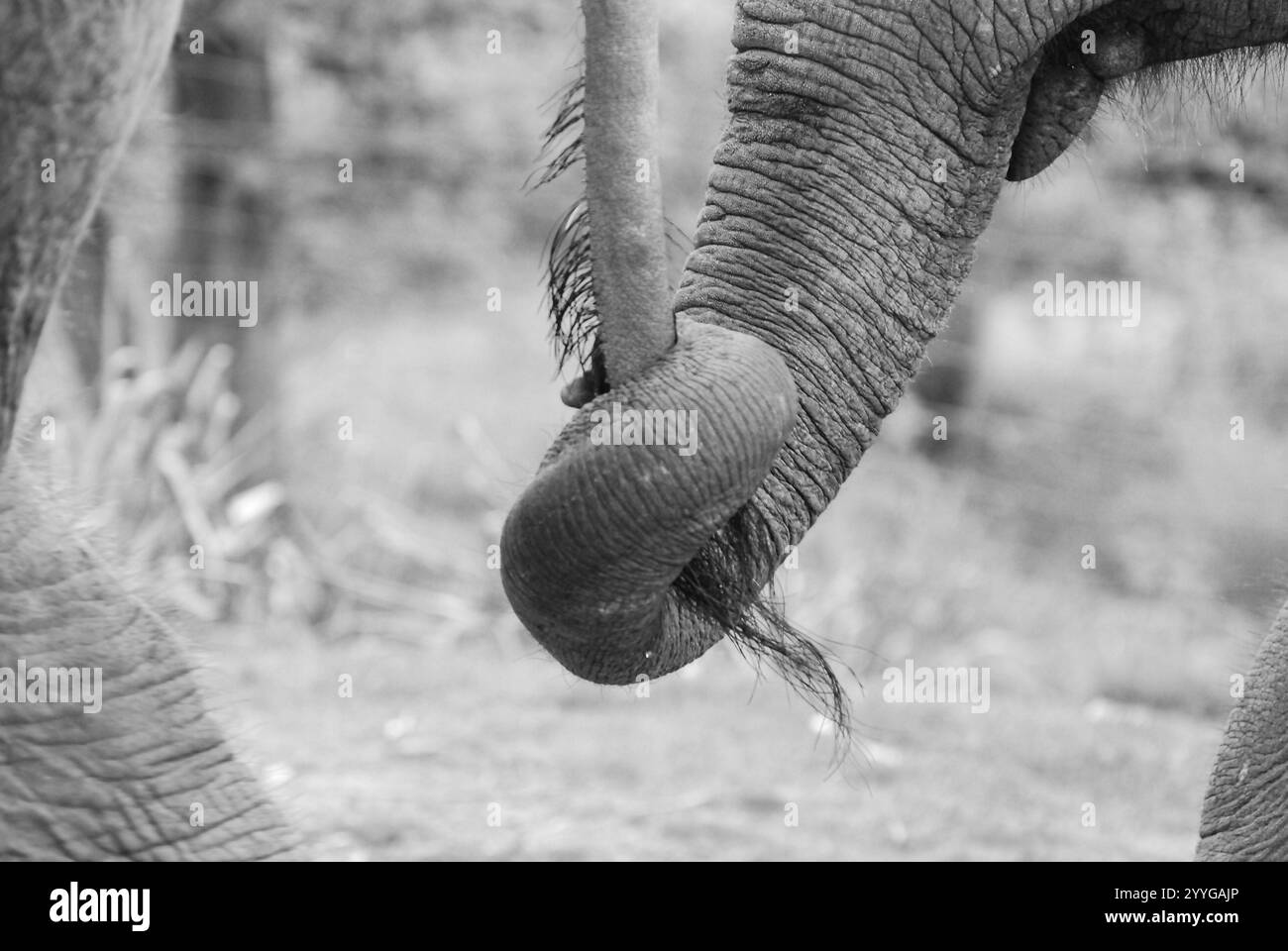 Madre e bambino elefante si abbracciano a vicenda. Baby Elephant tiene il tronco delle madri mentre camminano insieme Foto Stock