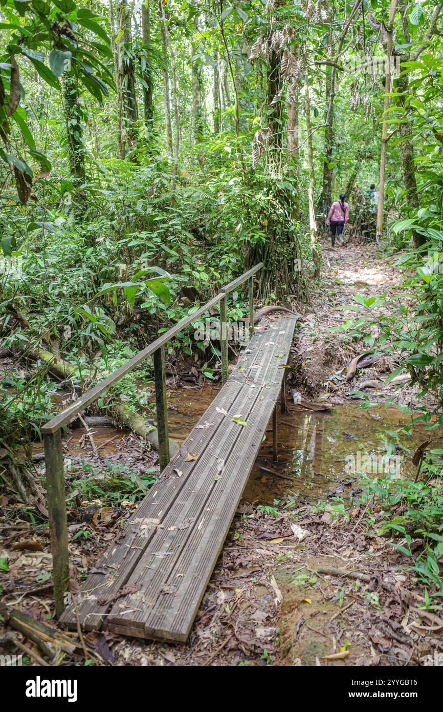 Tambopata, Perù - 28 novembre 2024: Percorsi allagati attraverso la foresta pluviale amazzonica Foto Stock