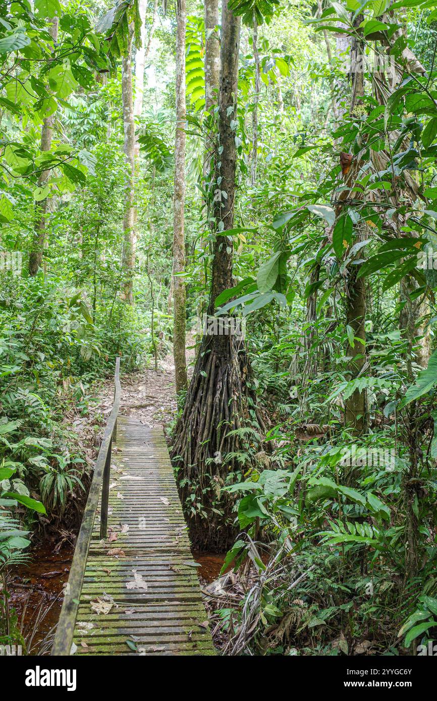 Tambopata, Perù - 28 novembre 2024: Percorsi allagati attraverso la foresta pluviale amazzonica Foto Stock