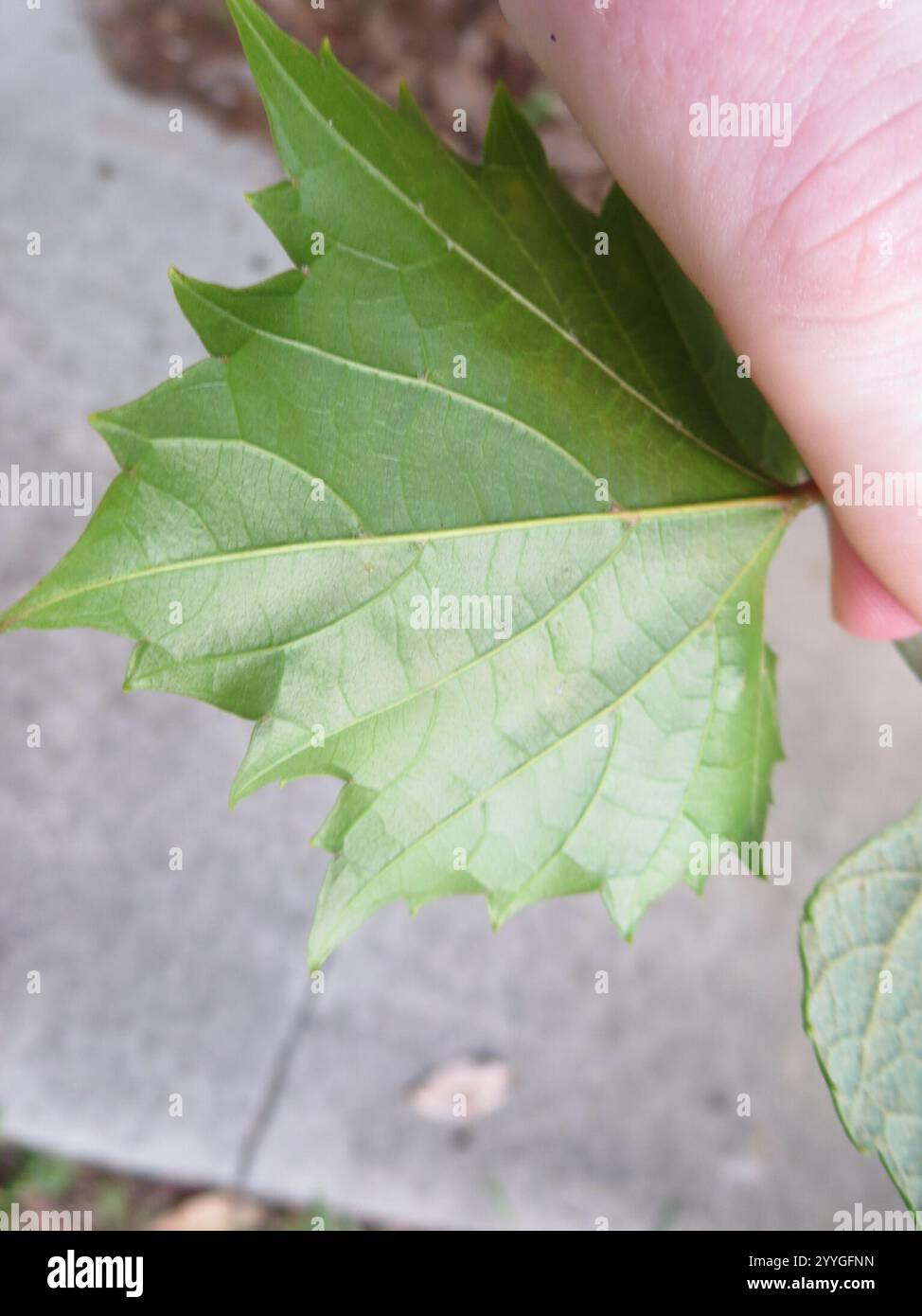 Muscadina (Vitis rotundifolia) Foto Stock