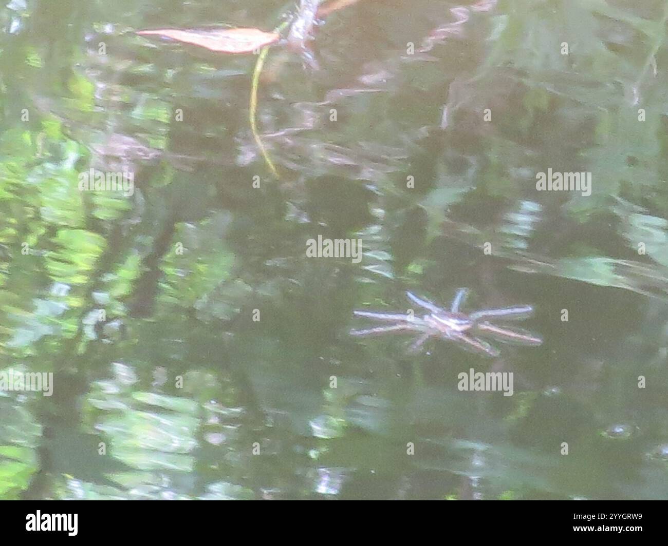 Sei pezzata di Crociera di pesca (Dolomedes Triton) Foto Stock