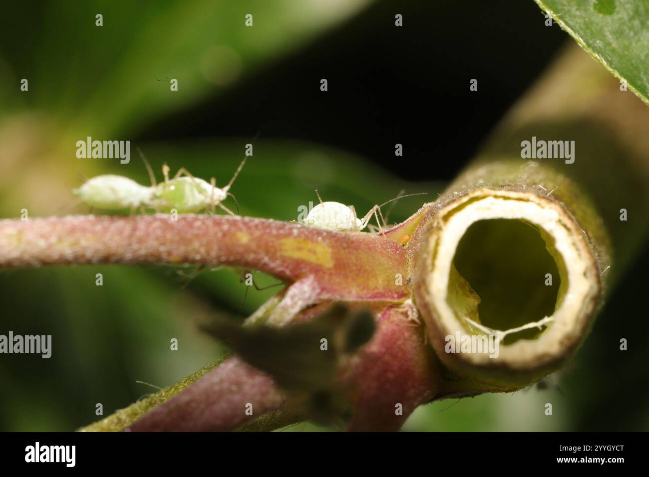 Lupine Aphid (Macrosiphum albifrons) Foto Stock
