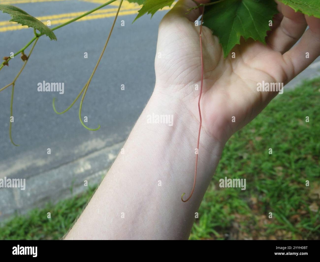 Muscadina (Vitis rotundifolia) Foto Stock