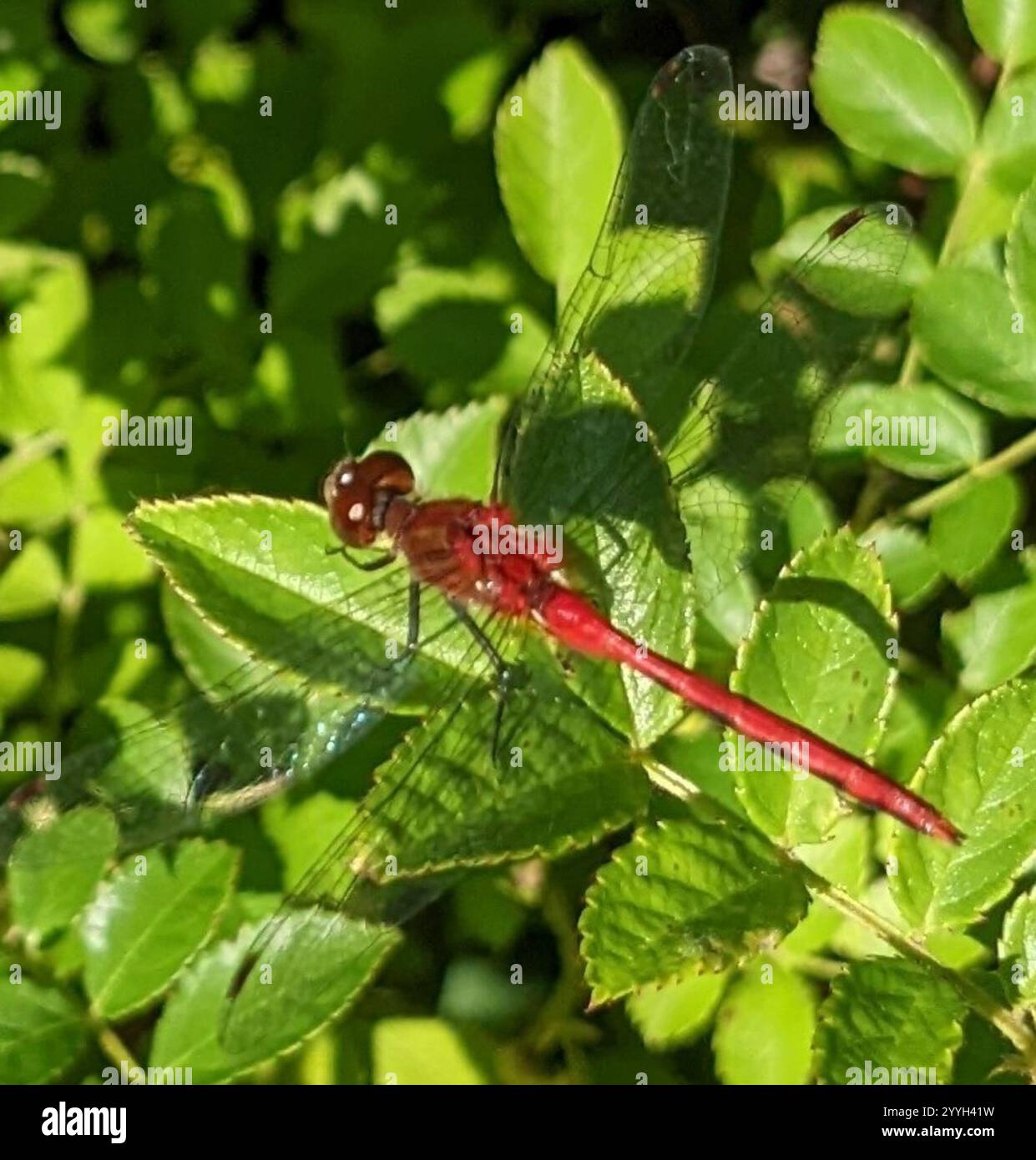 Ruby Meadowhawk (Sympetrum rubicundulum) Foto Stock