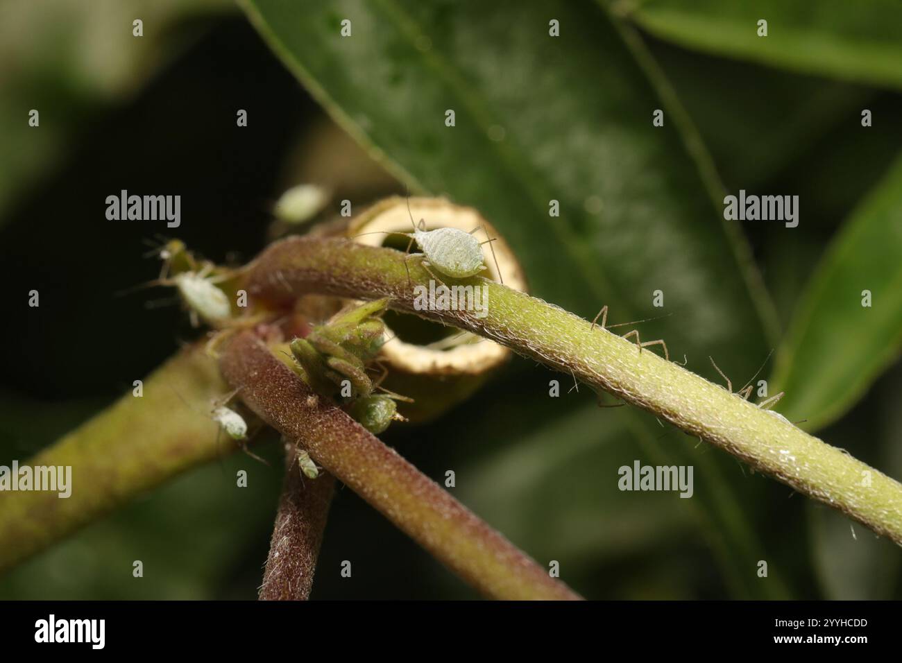Lupine Aphid (Macrosiphum albifrons) Foto Stock