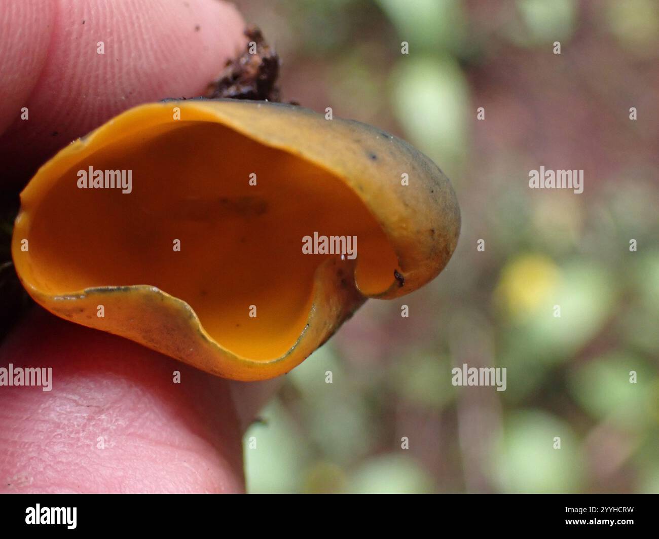 Fungo di buccia d'arancia primaverile (Caloscypha fulgens) Foto Stock