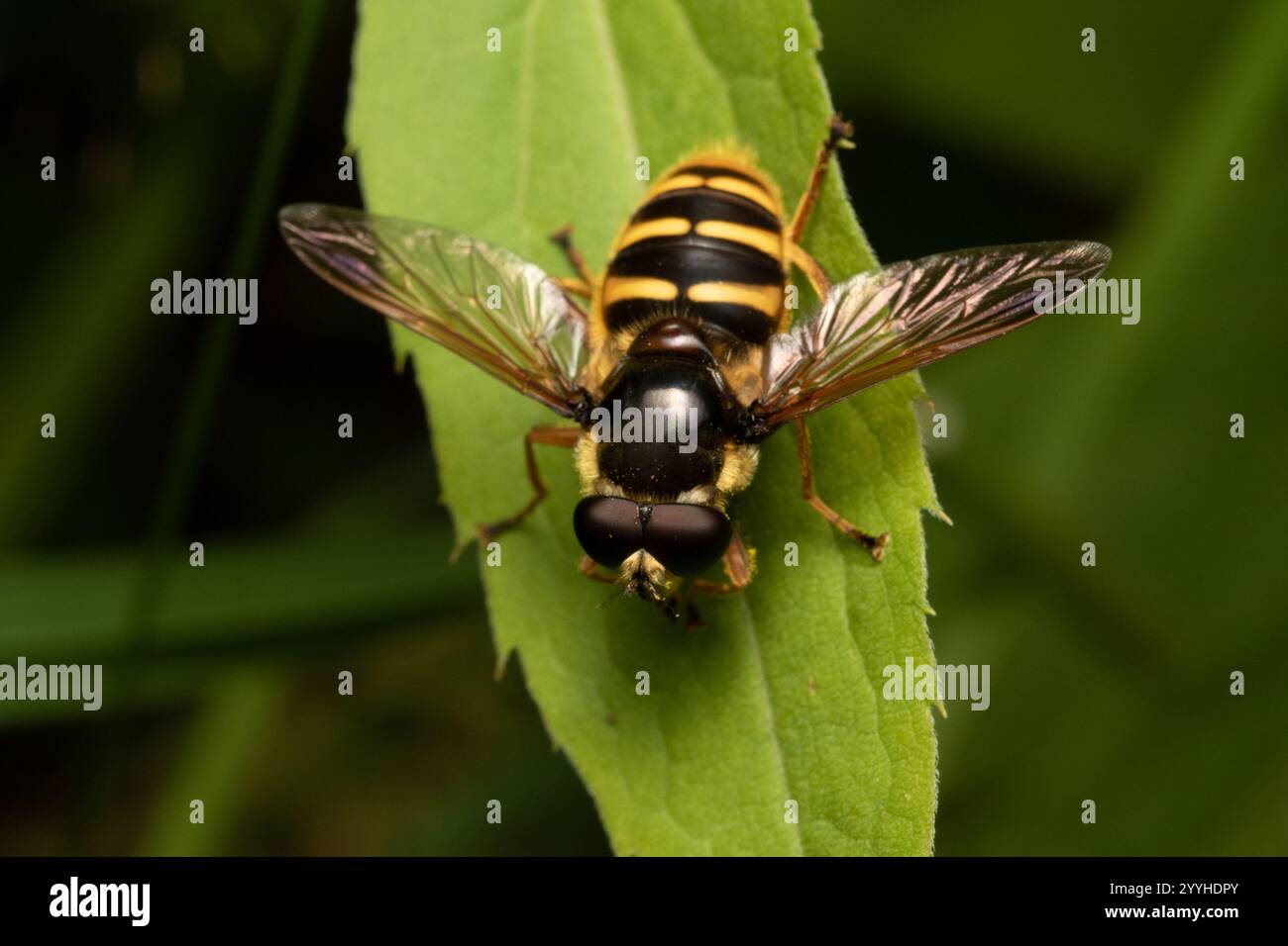 Torba grigia gialla (Sericomyia silentis) Foto Stock