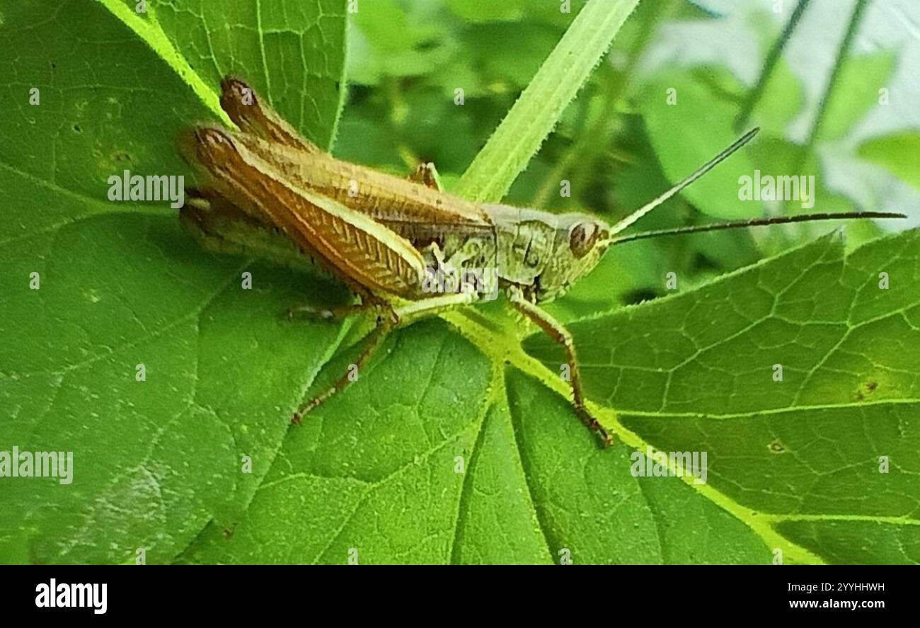 Grasshopper locomotiva (Chorthippus apricarius) Foto Stock