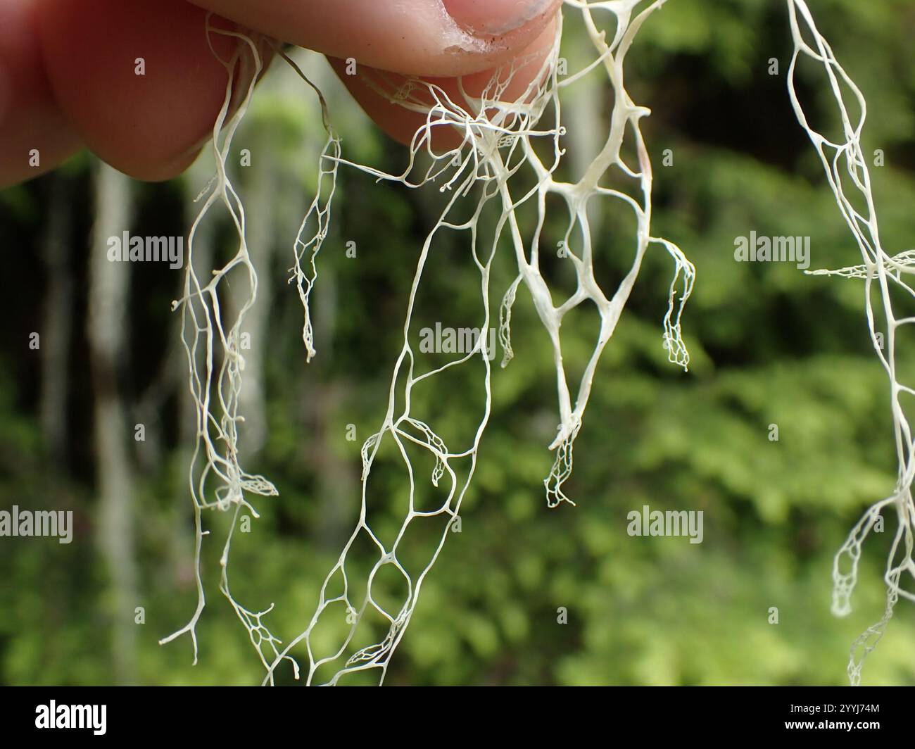 Lichene di pizzo (Ramalina menziesii) Foto Stock