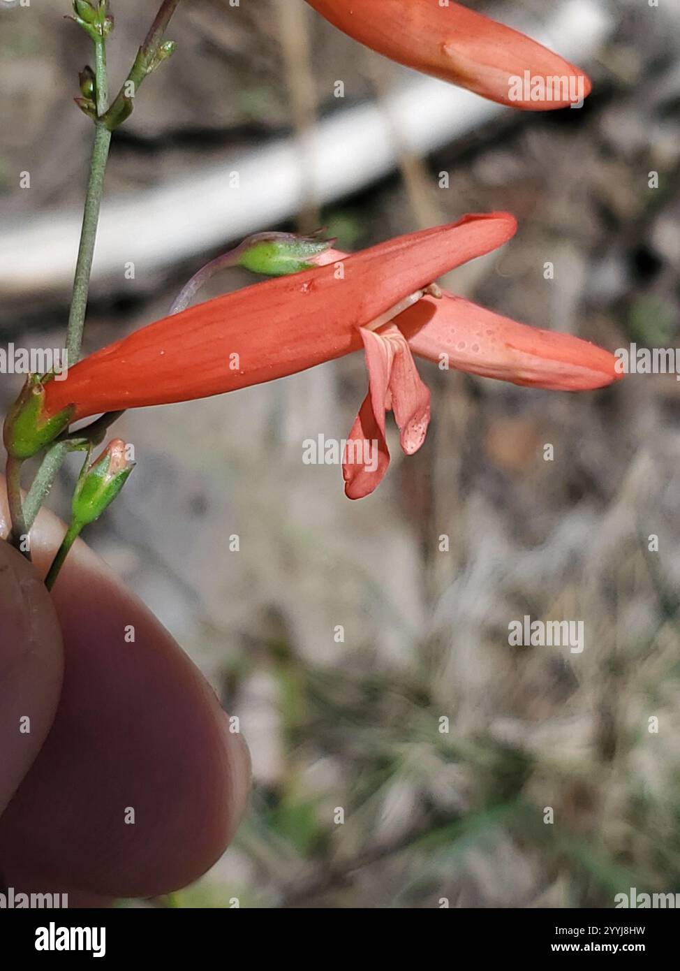 Penstemon Beardlip (Penstemon barbatus) Foto Stock