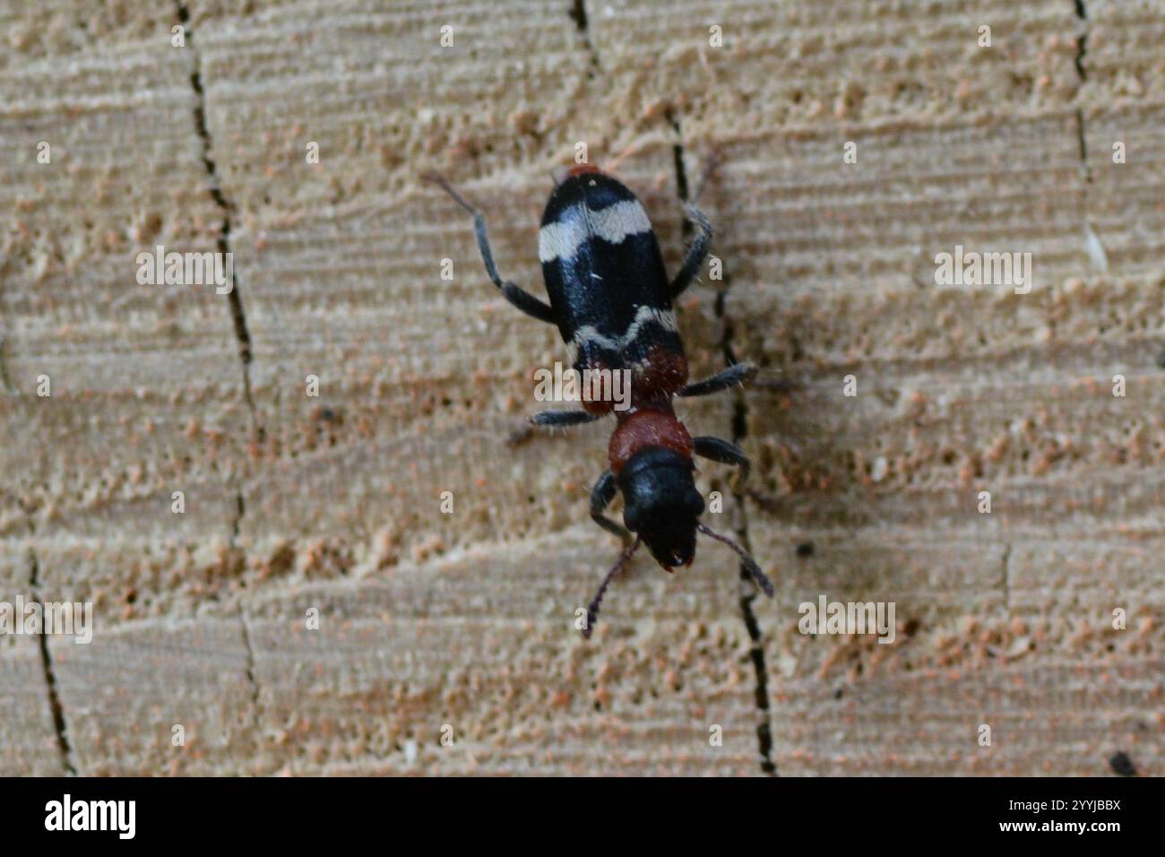 Cleride europeo panciuto rosso (Thanasimus formicarius) Foto Stock