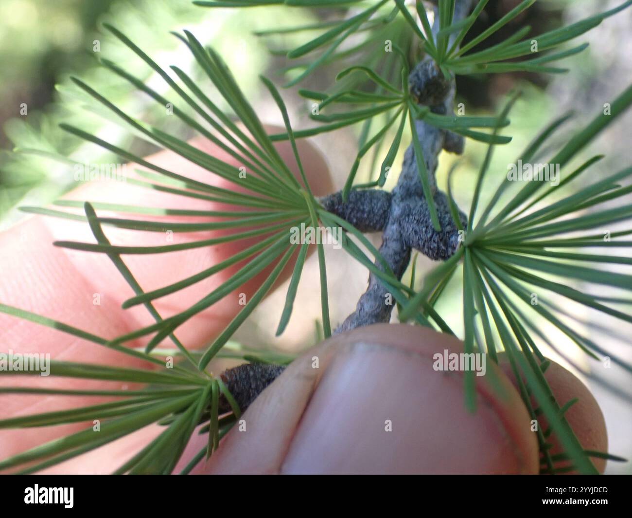 Larice subalpino (Larix lyallii) Foto Stock