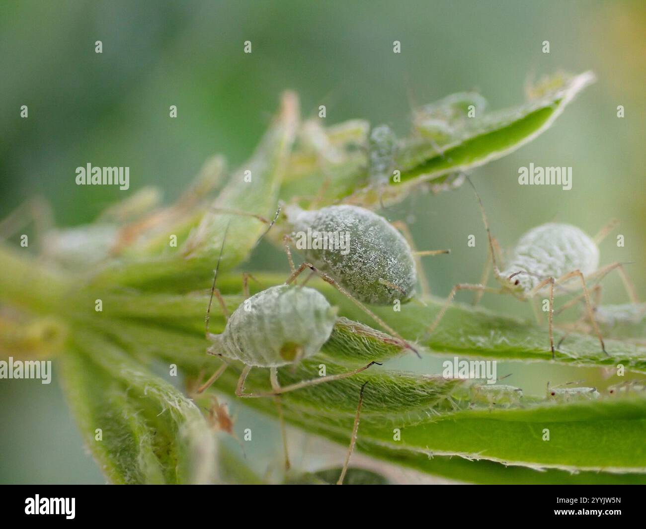 Lupine Aphid (Macrosiphum albifrons) Foto Stock