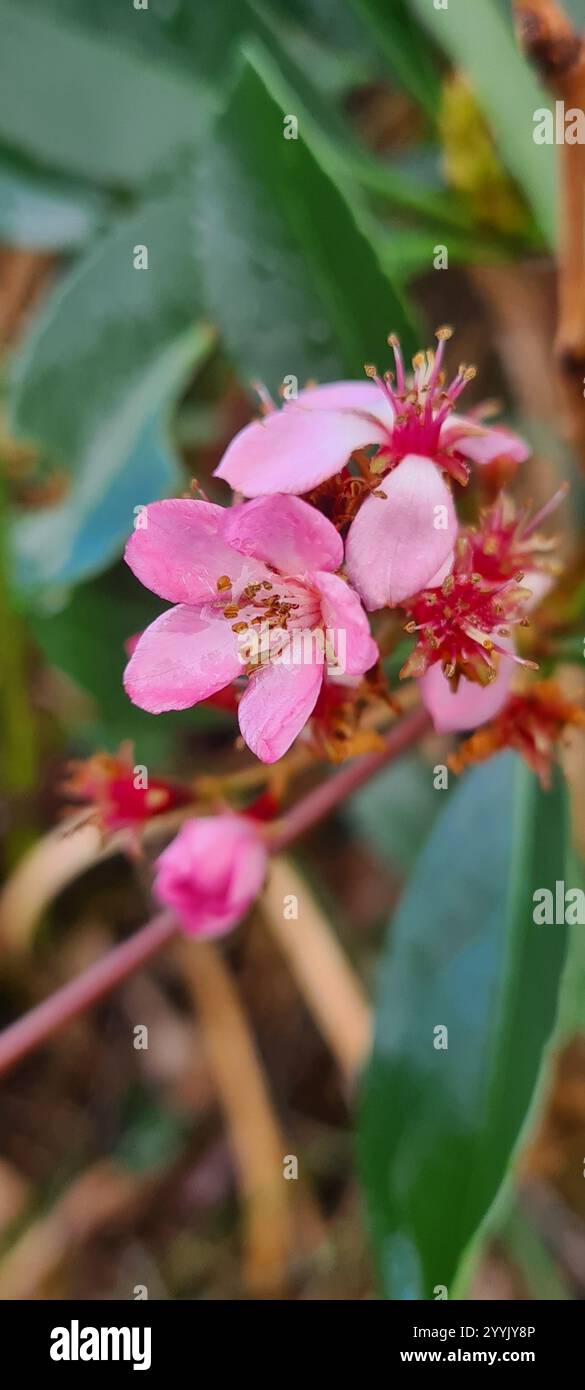 Biancospino indiano (Rhaphiolepis indica) Foto Stock
