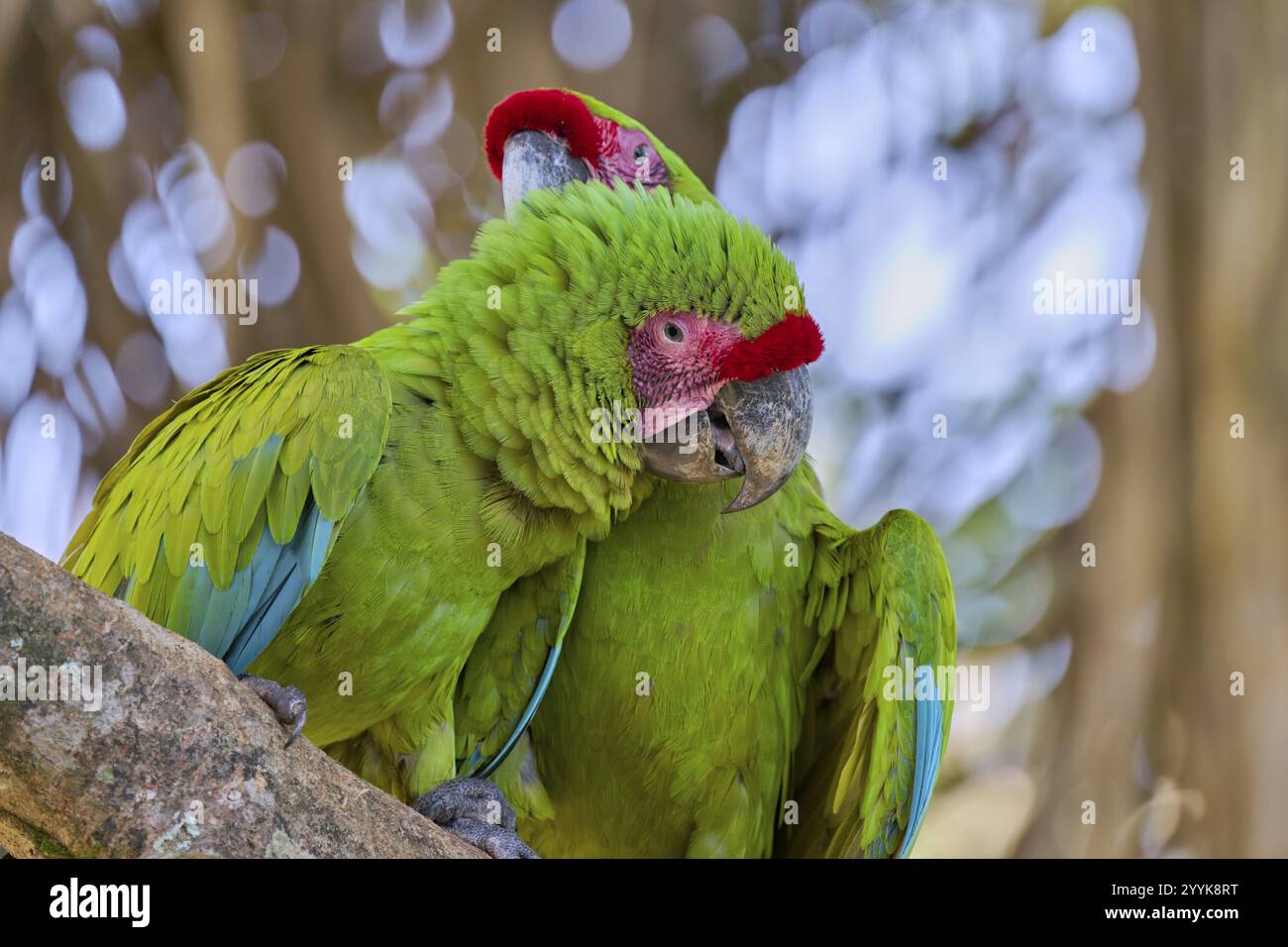 Grande Macao verde (Ara ambiguus) Costa Rica Foto Stock