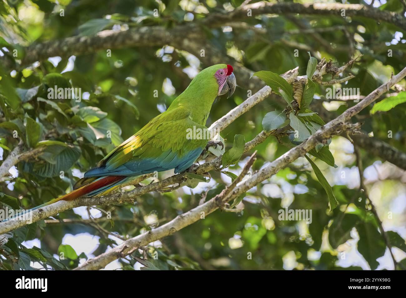 Grande Macao verde (Ara ambiguus) Costa Rica Foto Stock