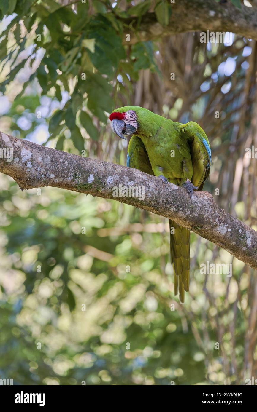 Grande Macao verde (Ara ambiguus) Costa Rica Foto Stock