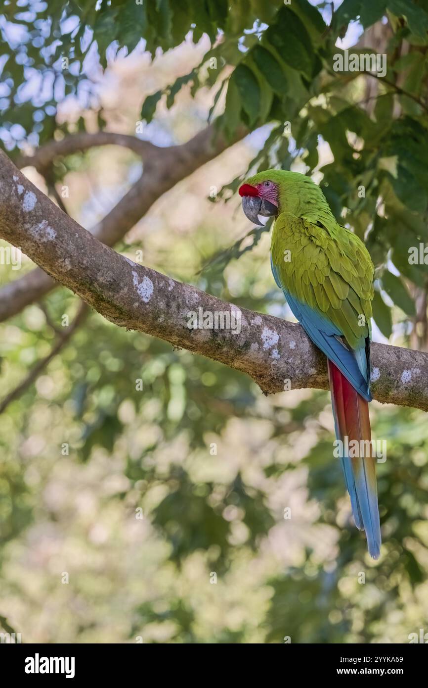 Grande Macao verde (Ara ambiguus) Costa Rica Foto Stock