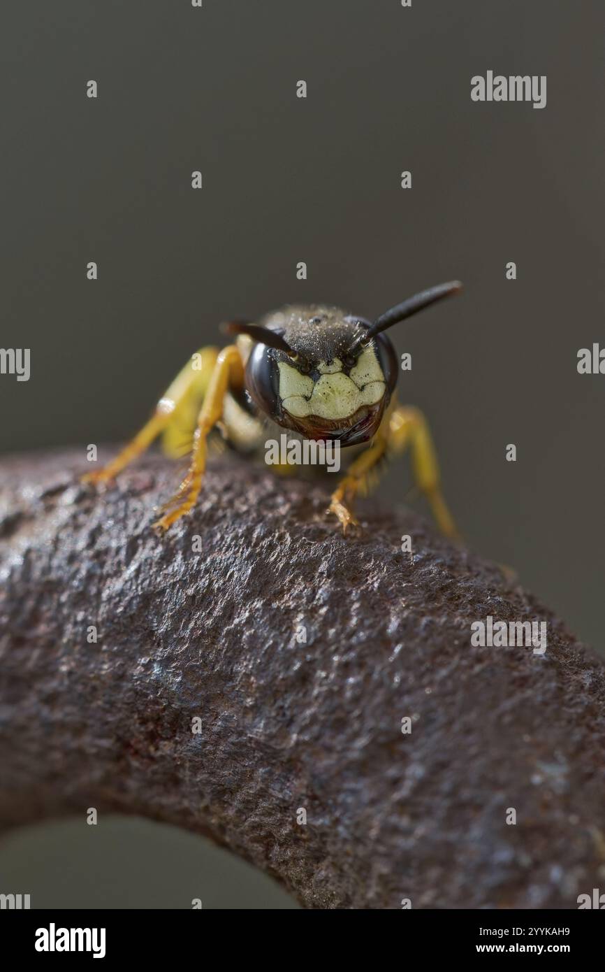 Beewolf Digging (Philanthus triangulum) bassa Sassonia, Germania, Europa Foto Stock