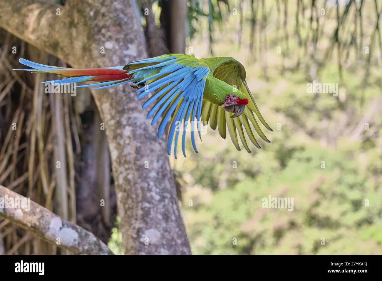 Grande macchia verde in volo (Ara ambiguus) Costa Rica Foto Stock
