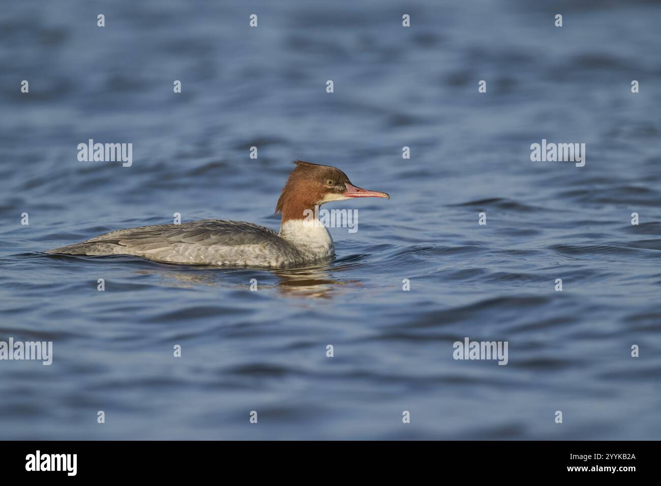 Goosander female (Mergus merganser) bassa Sassonia, Germania, Europa Foto Stock