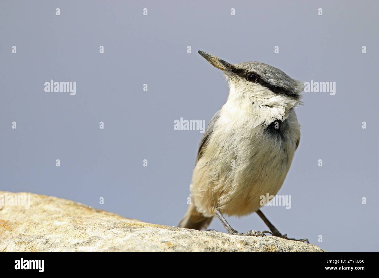 Rock Nuthatch, Sitta neumayer, Parco Nazionale del Qobustan, Azerbaigian, Asia Foto Stock