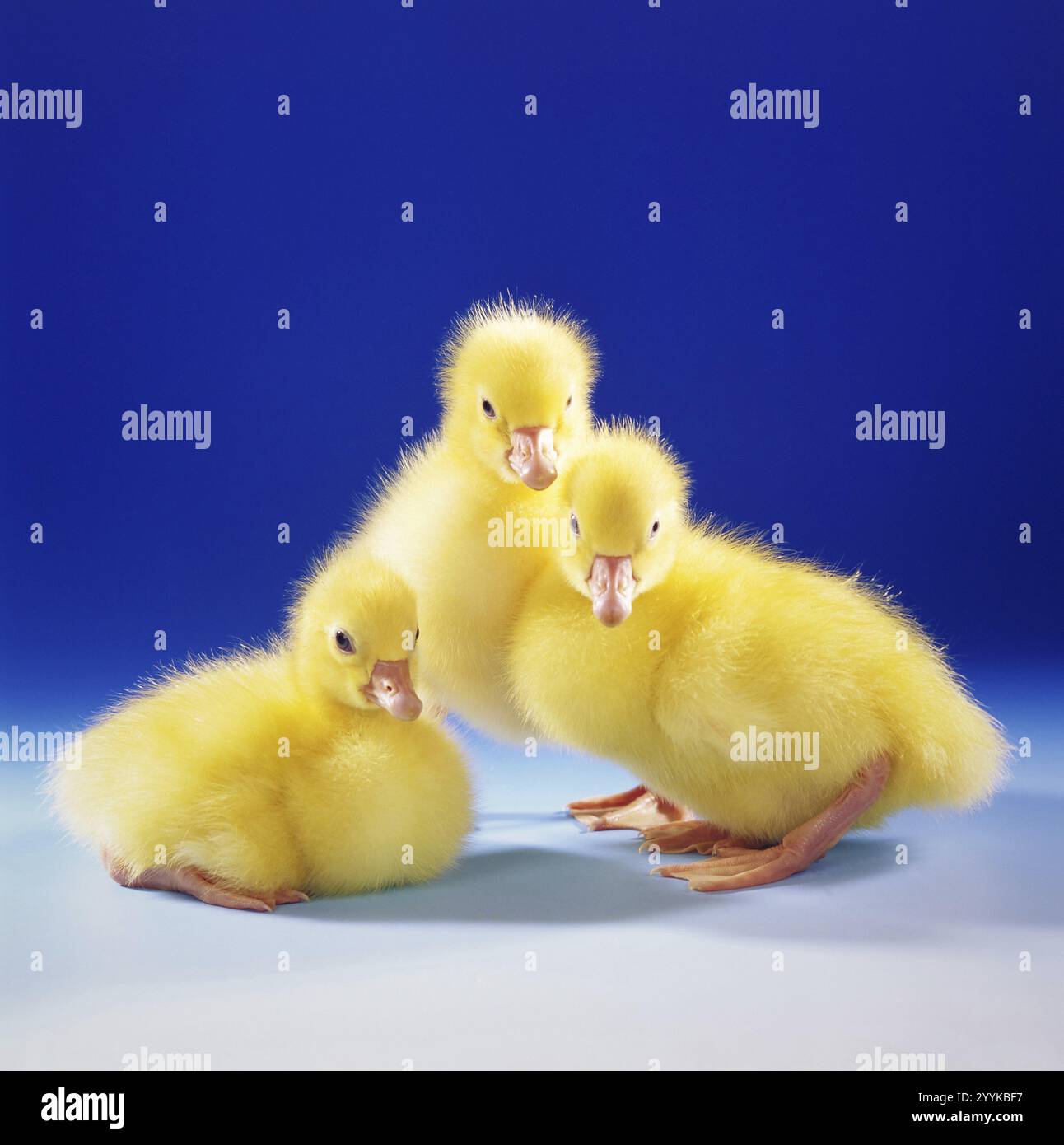 Tre imbracature, imbracature, oche, (Anser anser), Pasqua, animali, uccelli, uccelli d'oca tiro in studio, bassa Sassonia, Repubblica Federale tedesca Foto Stock