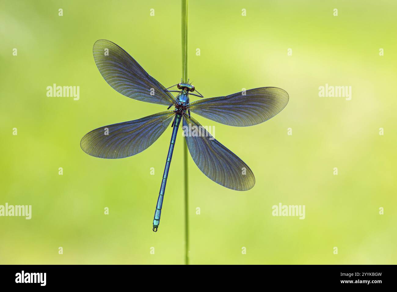 Damselfly alata blu, Calopteryx virgo Foto Stock