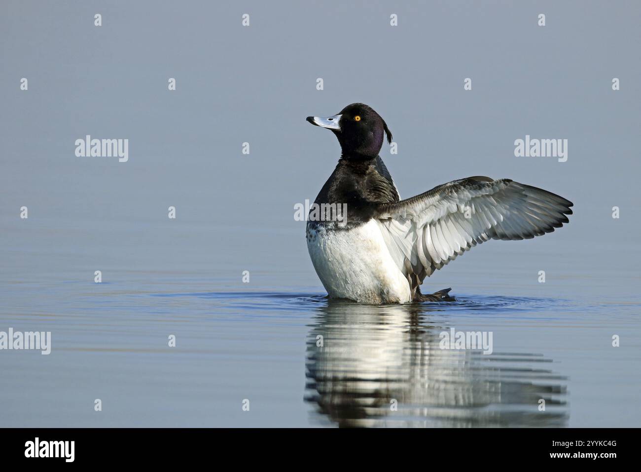 Anatra tufata, fuligula Aythya, ali battenti, nuoto Foto Stock