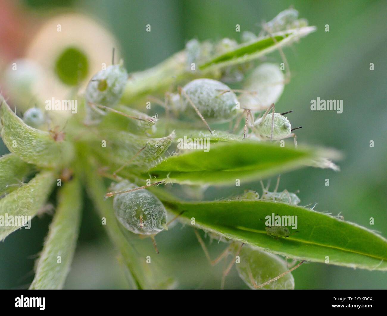 Lupine Aphid (Macrosiphum albifrons) Foto Stock