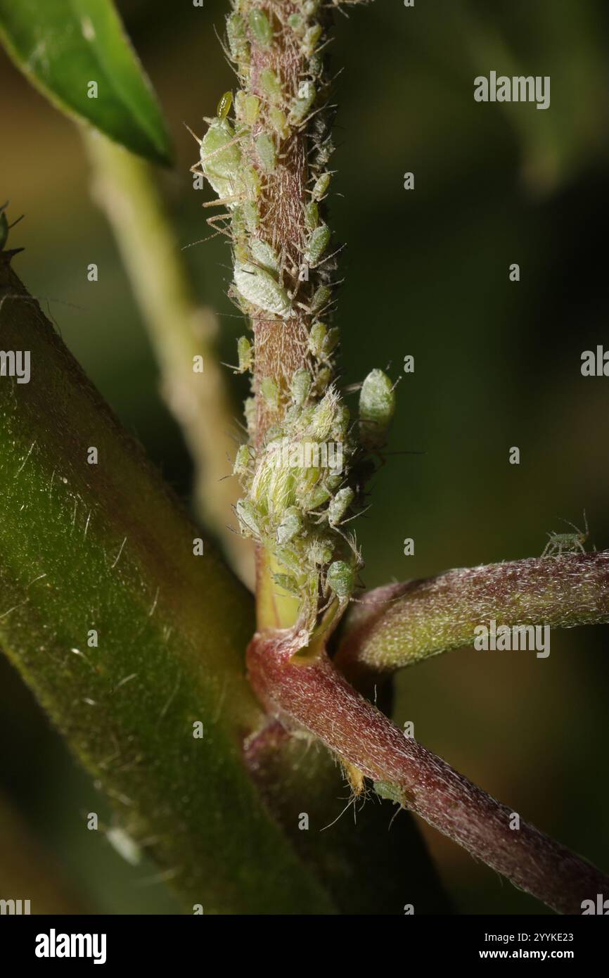 Lupine Aphid (Macrosiphum albifrons) Foto Stock