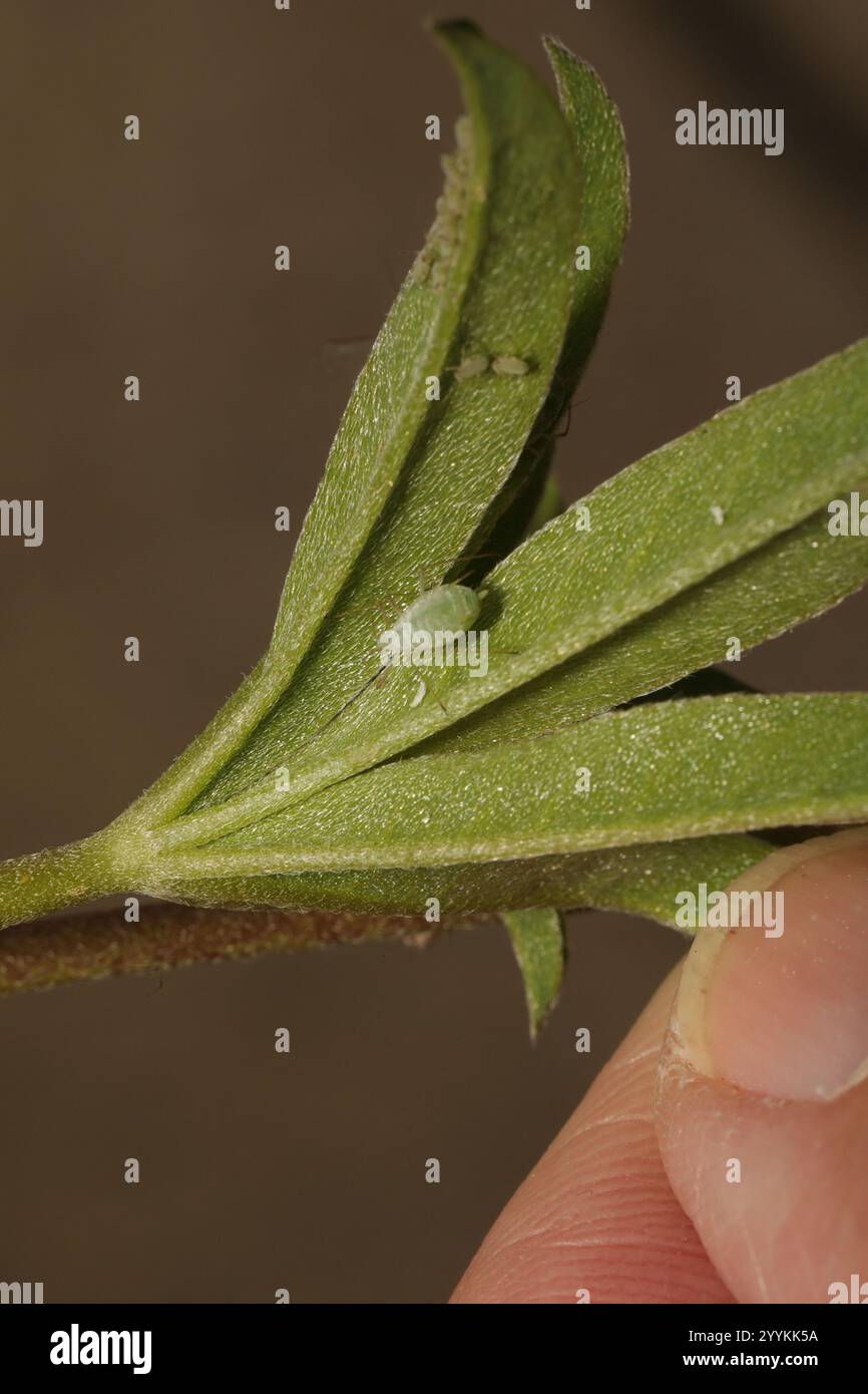 Lupine Aphid (Macrosiphum albifrons) Foto Stock