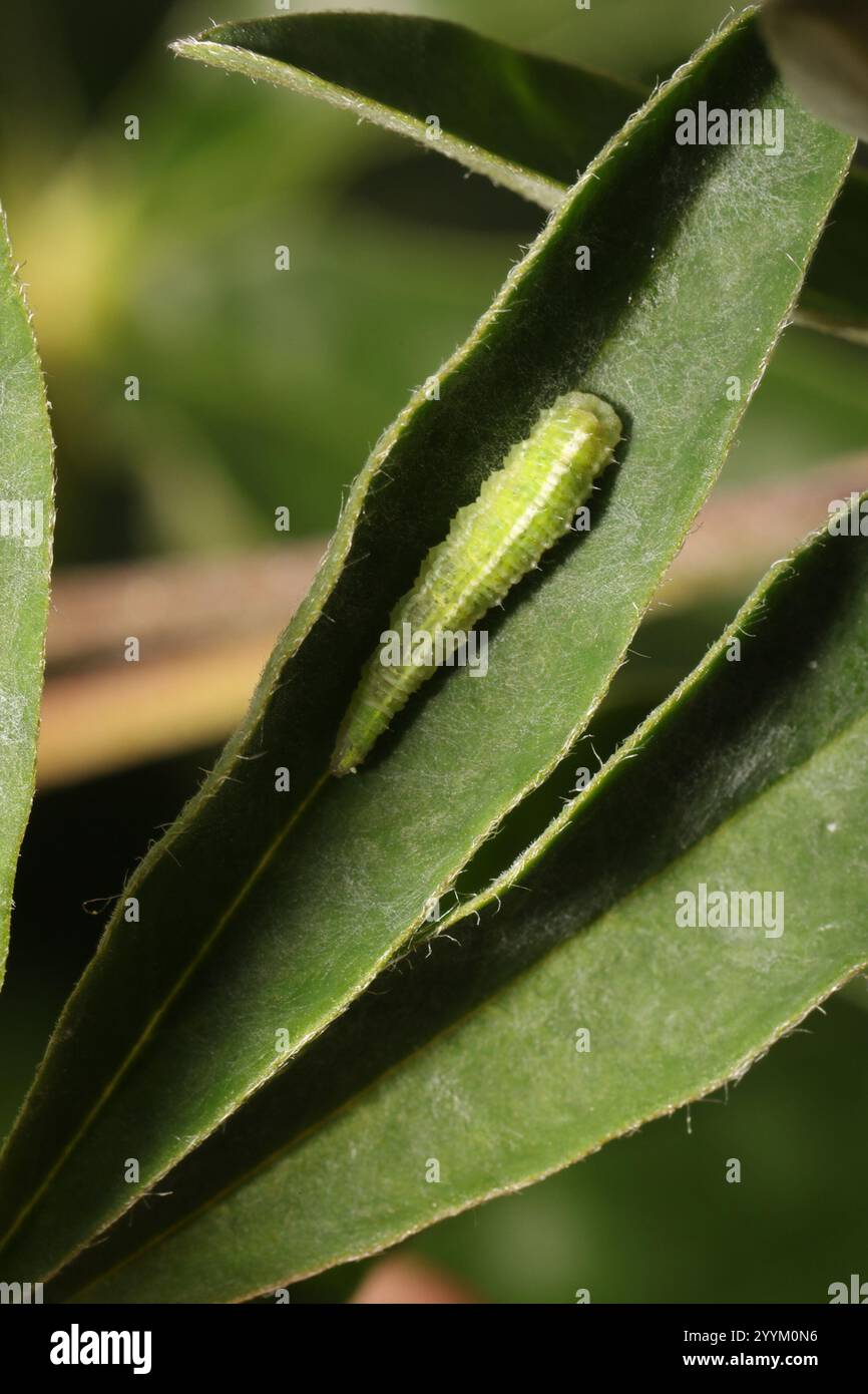 Lupine Aphid (Macrosiphum albifrons) Foto Stock