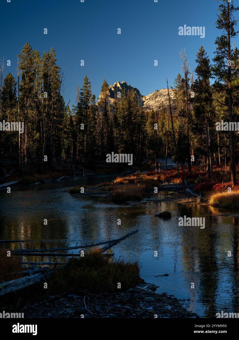 Il torrente della foresta nazionale di Sawtooth si snoda attraverso la foresta Foto Stock
