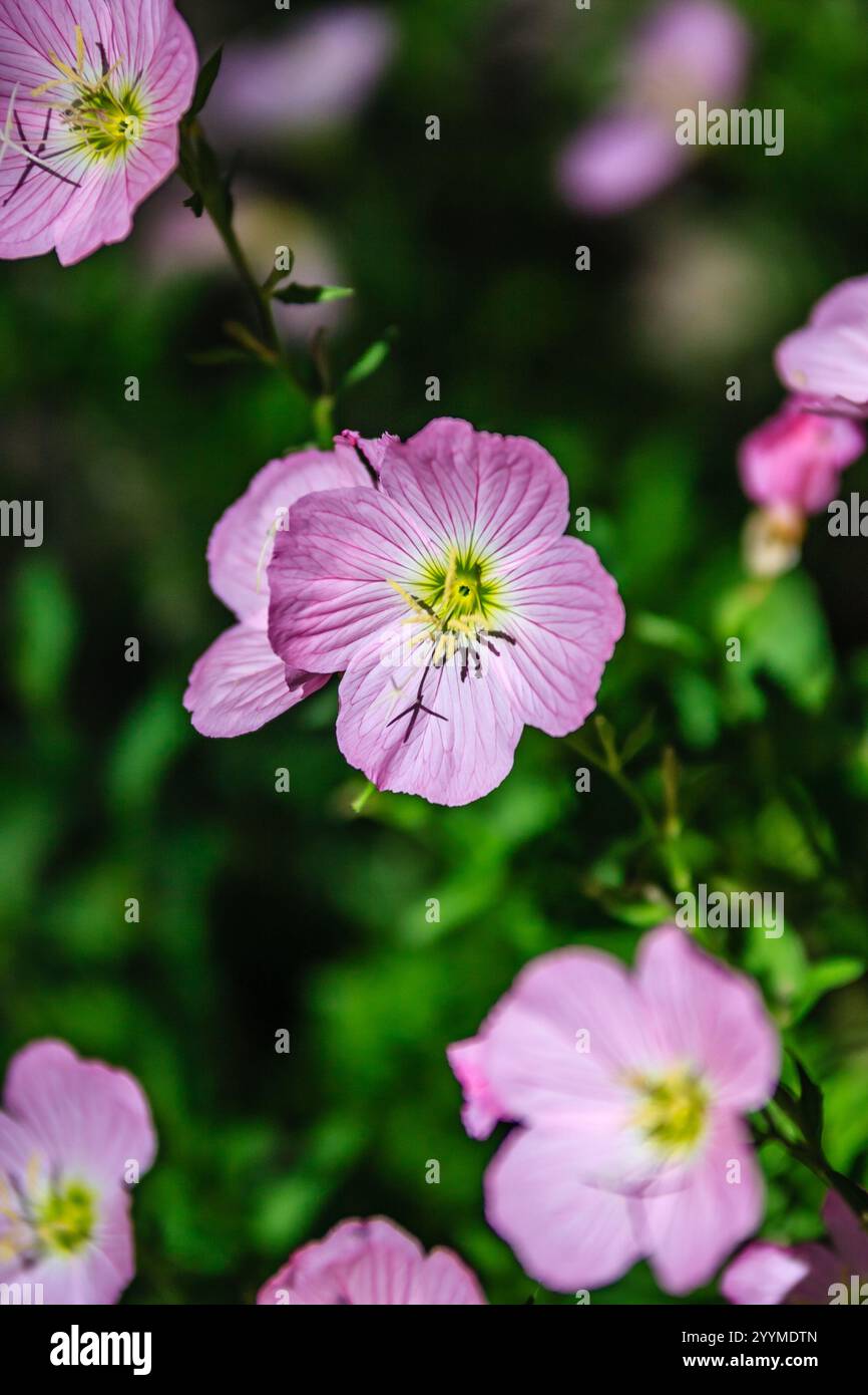 Un mazzo di fiori rosa con centri gialli. I fiori sono in un campo e sono circondati da foglie verdi Foto Stock