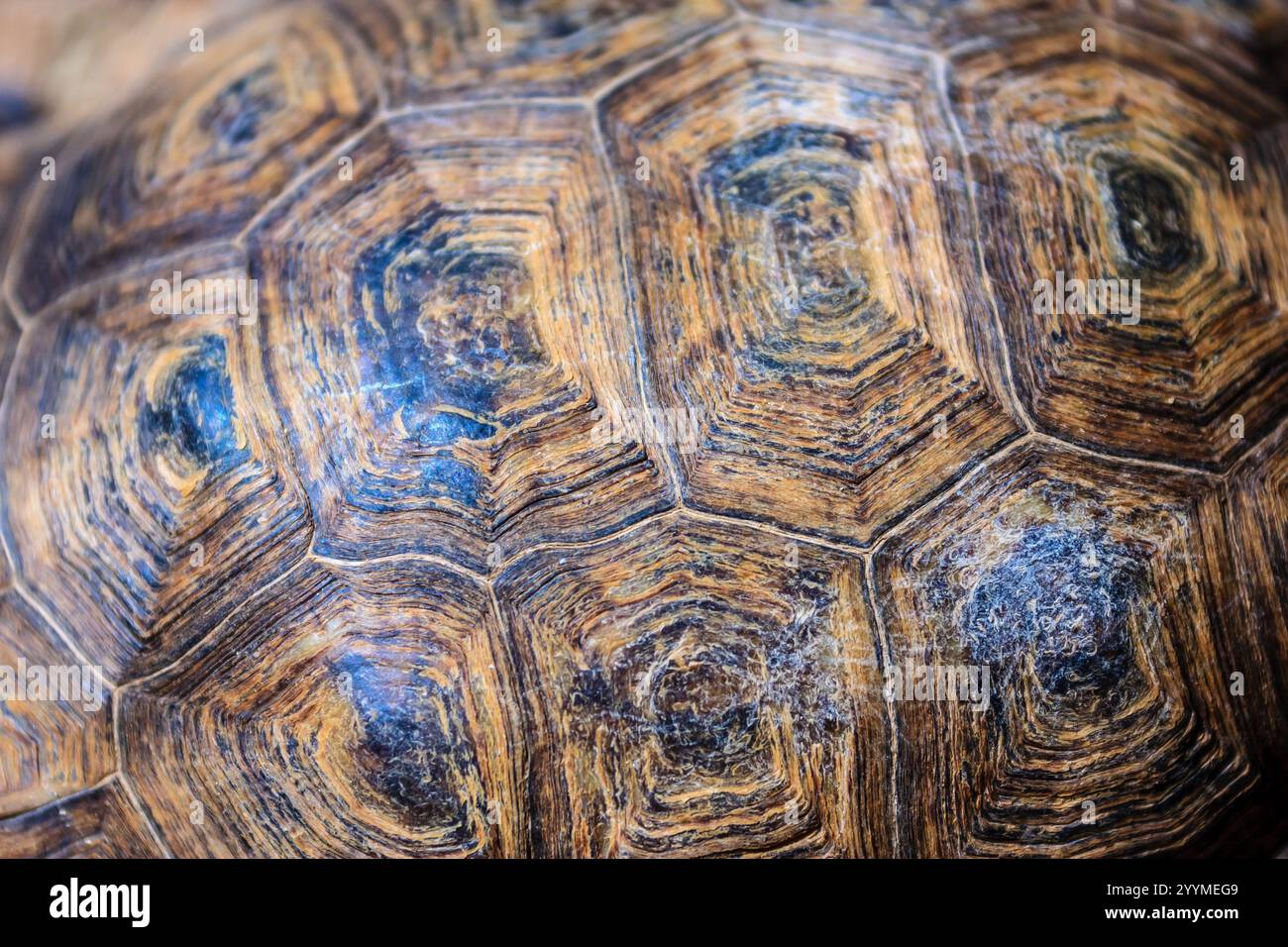 Un primo piano del guscio di una tartaruga. Il guscio è marrone e presenta un motivo unico di linee e scanalature. La scena è calma e serena, in quanto il guscio della tartaruga è un Foto Stock
