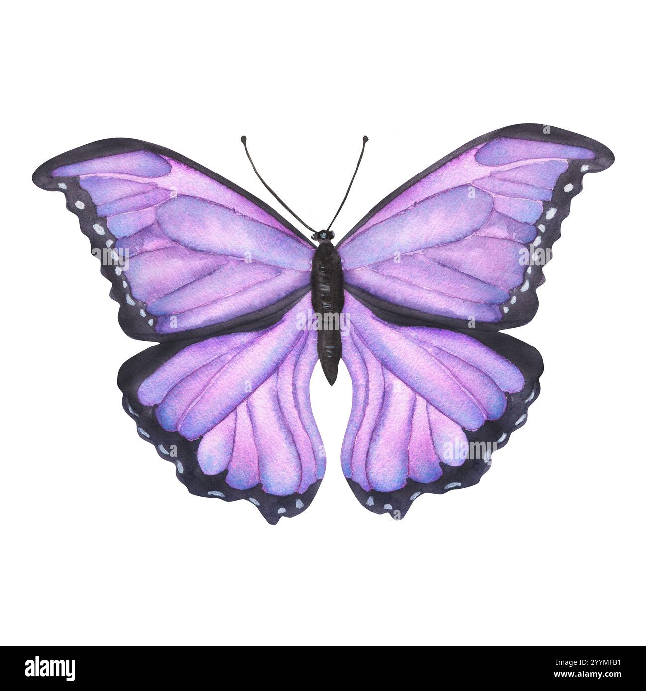 Grande farfalla esotica lilla. Immagine vintage di farfalla tropicale. Illustrazione ad acquerello disegnata a mano. Per cartoline, volantini, adesivi, scrapbooking e. Foto Stock