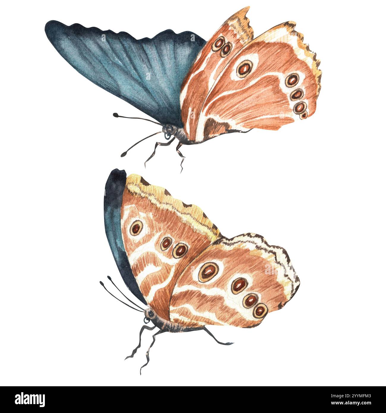 Farfalle tropicali esotiche blu. Immagine d'epoca delle farfalle di Morpho. Illustrazione ad acquerello disegnata a mano. Foto Stock