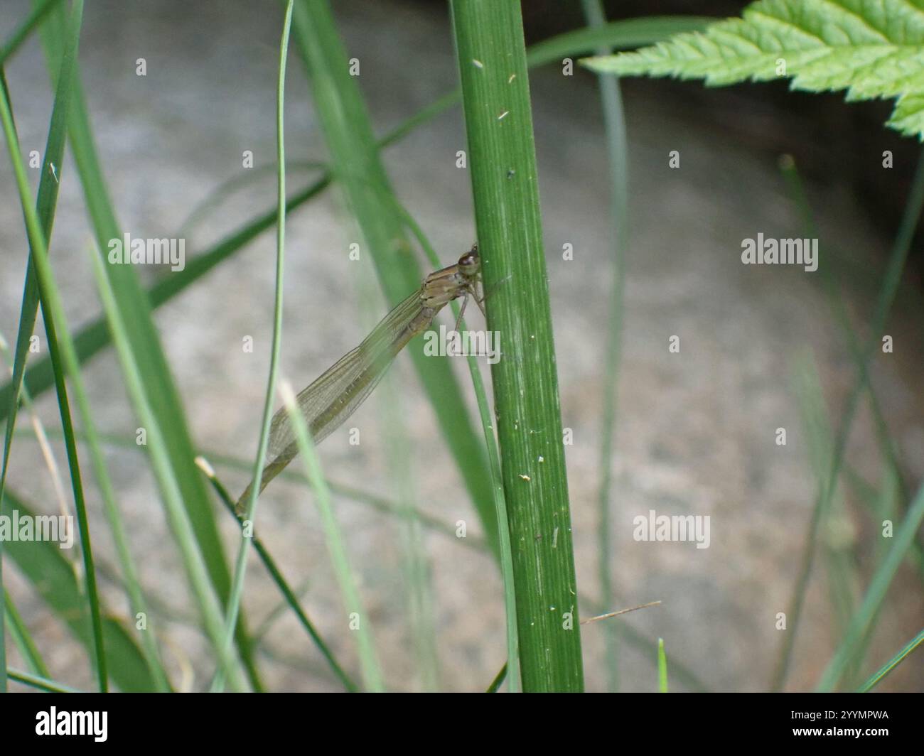 Damselflies dalle ali strette (Coenagrionidae) Foto Stock