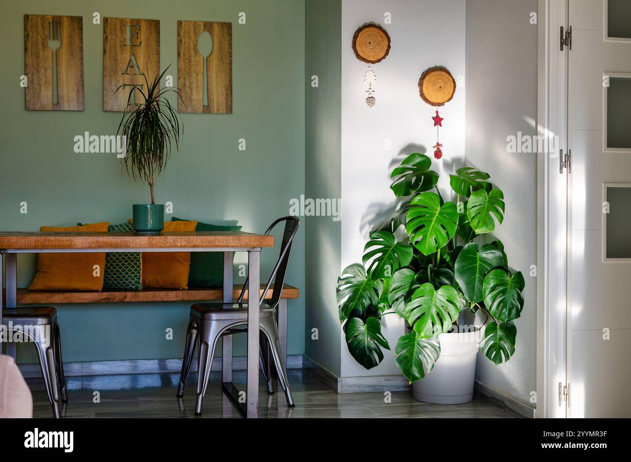 Monstera deliciosa, la pianta di formaggio svizzero o filodendron a foglia divisa che decora un angolo del soggiorno Foto Stock