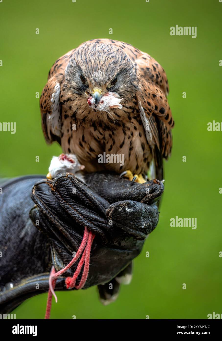 Falcone che mangia la sua ricompensa sulla mano del falonatore Foto Stock