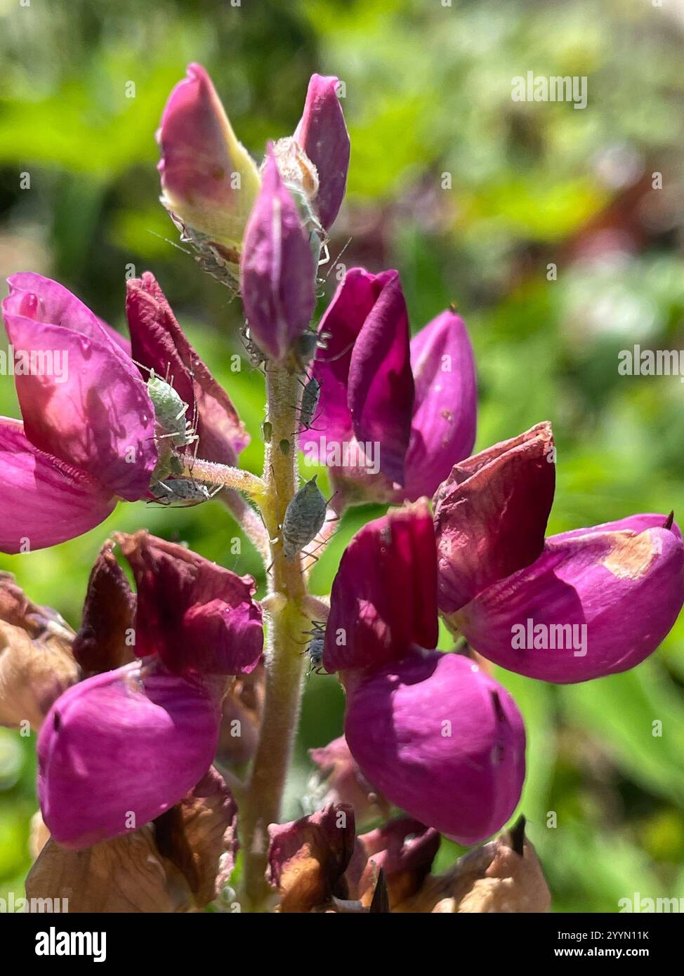 Lupine Aphid (Macrosiphum albifrons) Foto Stock