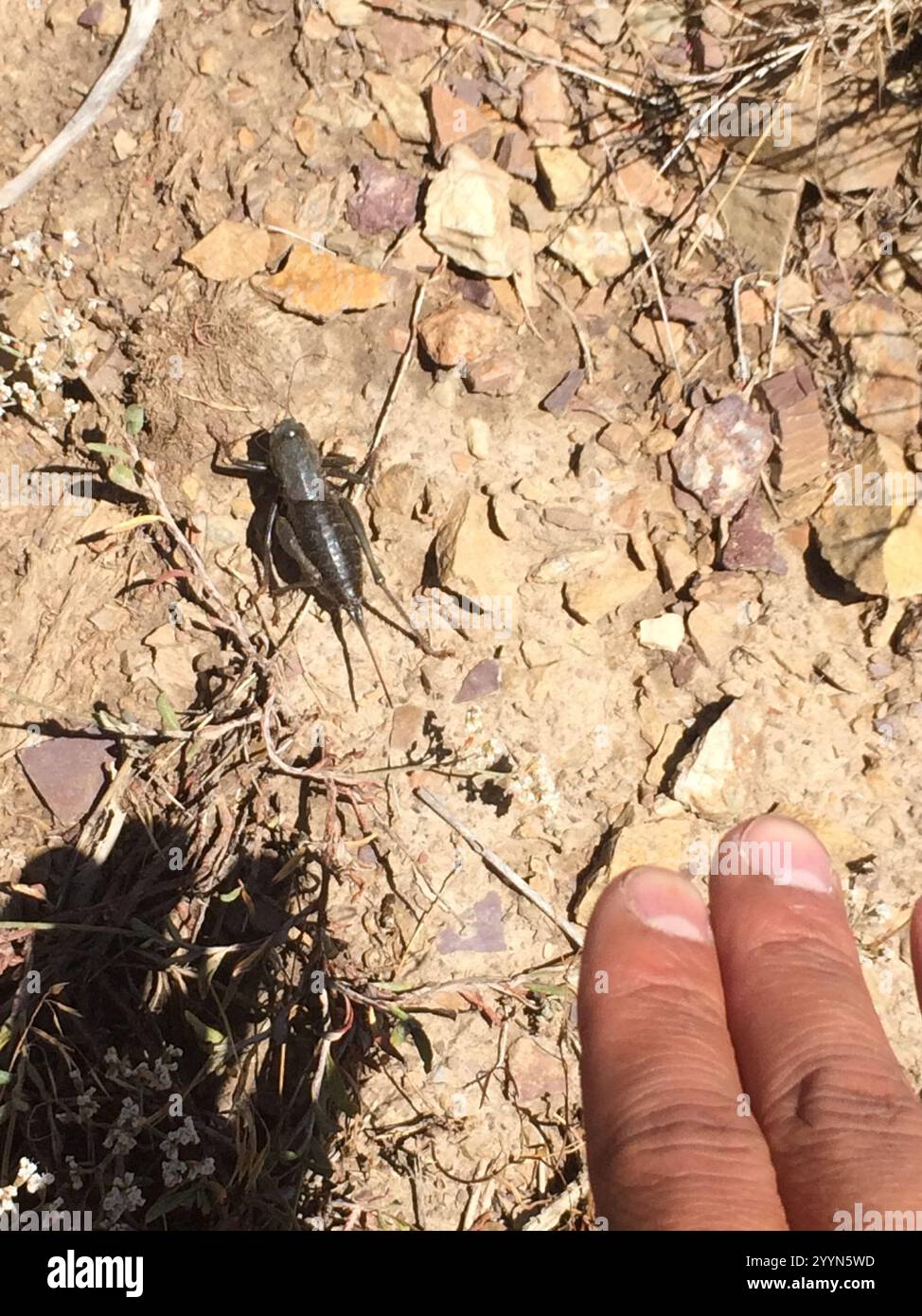 Cricket di Mormon (Anabrus simplex) Foto Stock