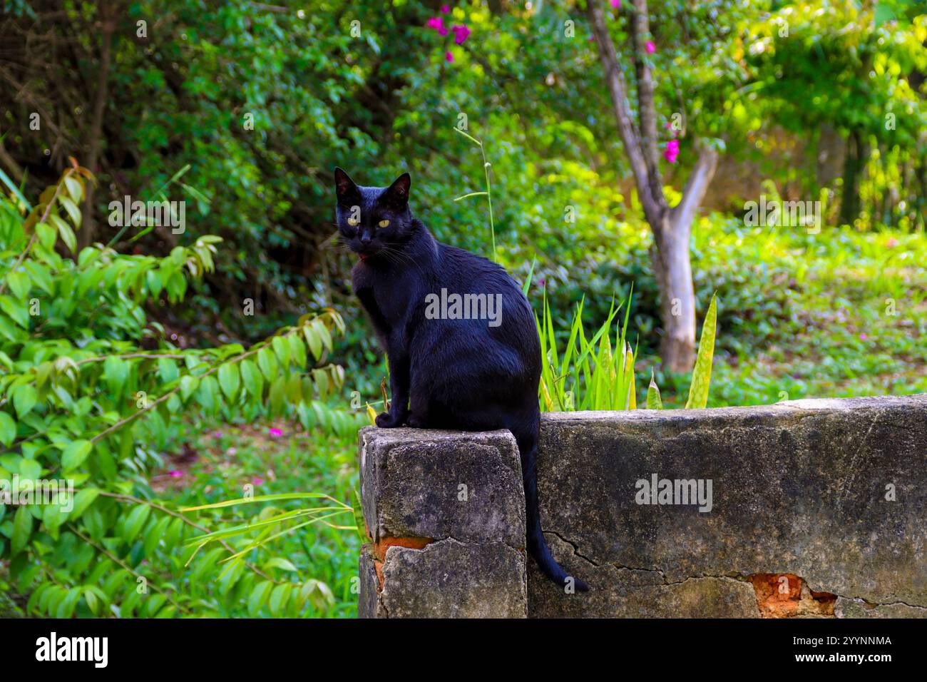 Ritratto ravvicinato di un gatto nero con gli occhi gialli che mostrano dettagli di pelliccia intricati e uno sguardo vivace Foto Stock