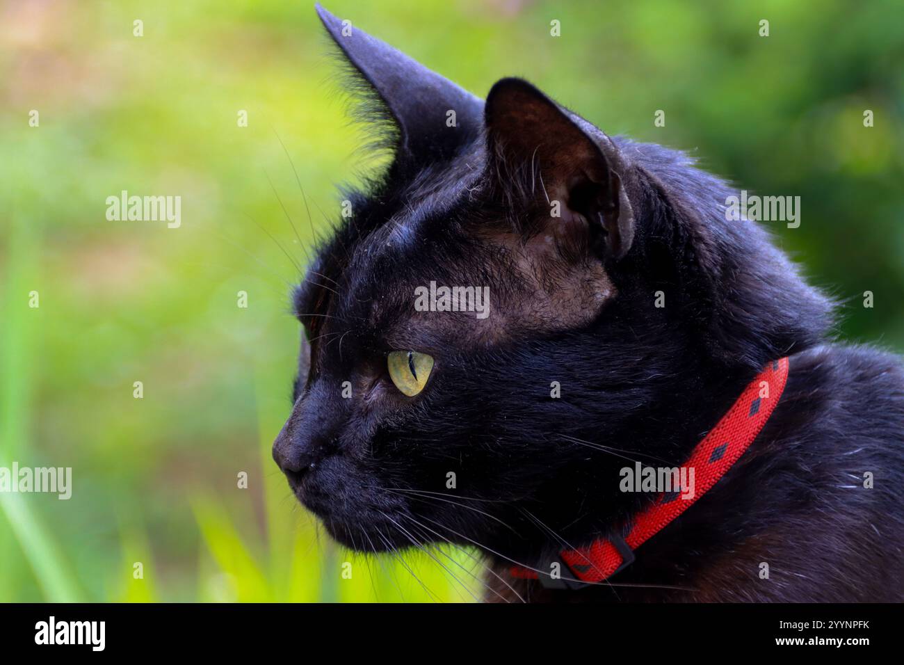 Ritratto ravvicinato di un gatto nero con occhi gialli impressionanti, con colletto rosso, dettagli in pelliccia intricati e uno sguardo vivace Foto Stock