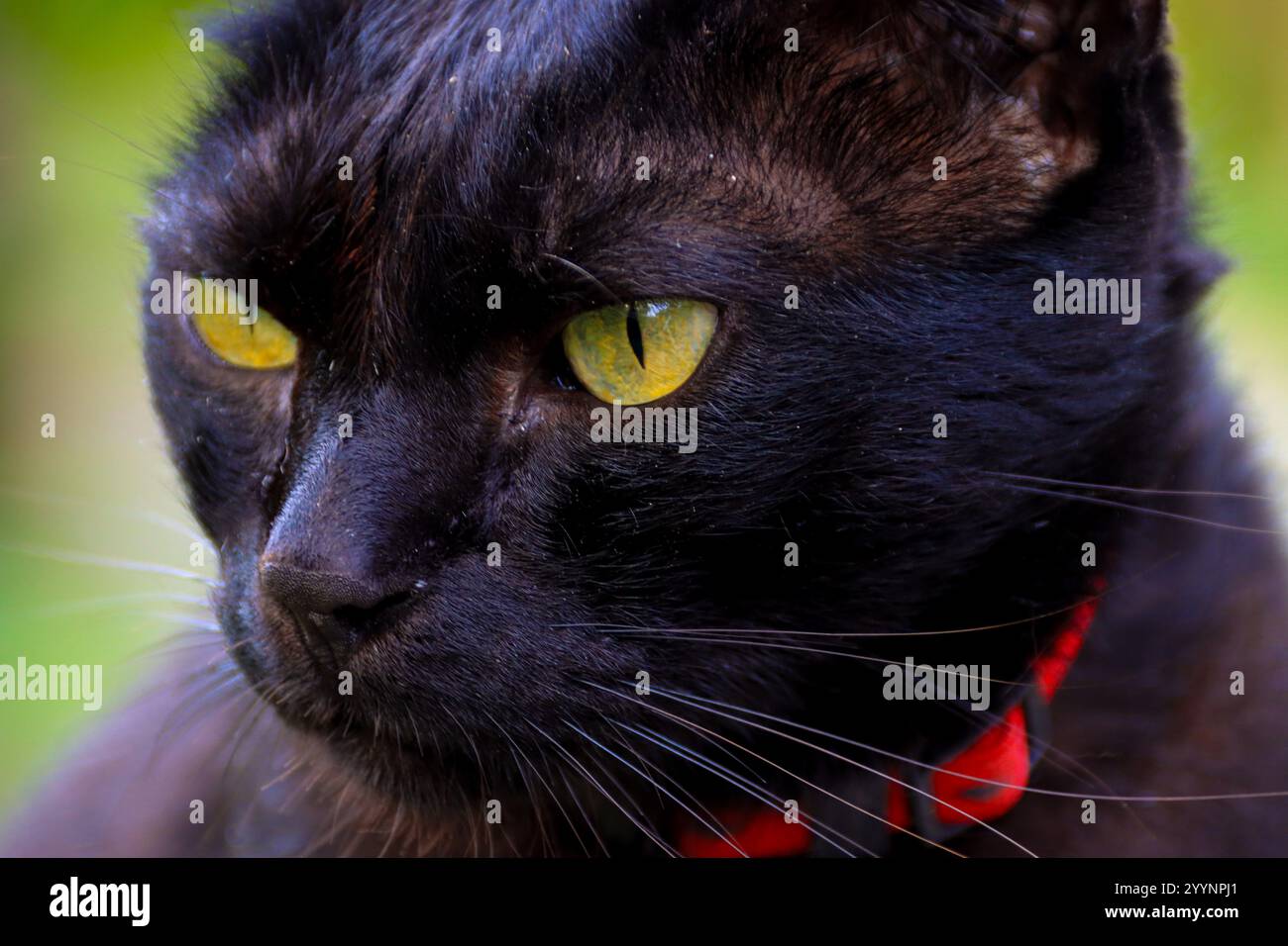 Ritratto ravvicinato di un gatto nero con occhi gialli impressionanti, con colletto rosso, dettagli in pelliccia intricati e uno sguardo vivace Foto Stock