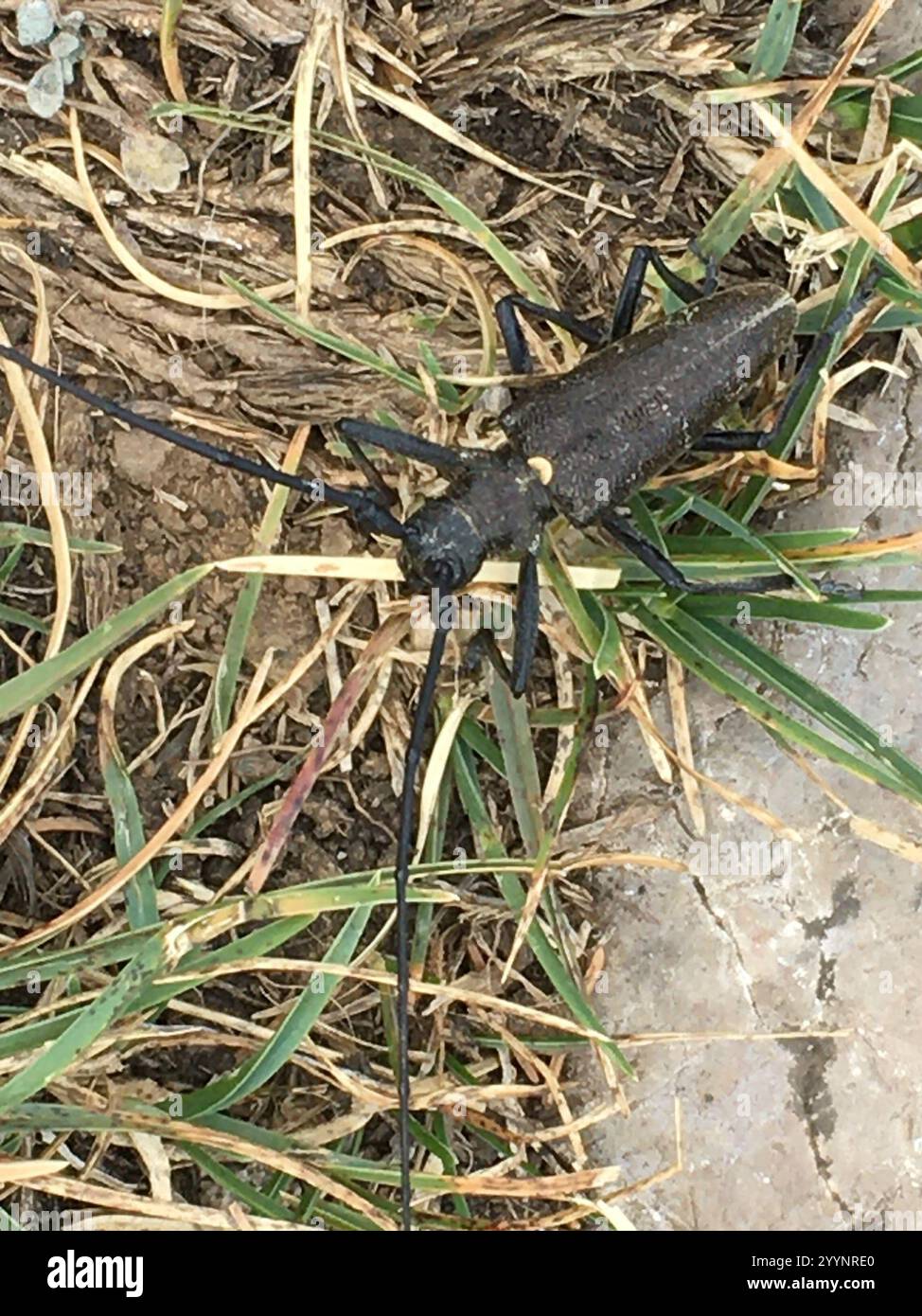 Carpenter Sawyer Beetle (Monochamus sartor) Foto Stock